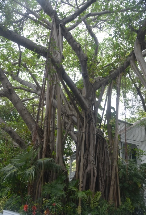 banyan tree